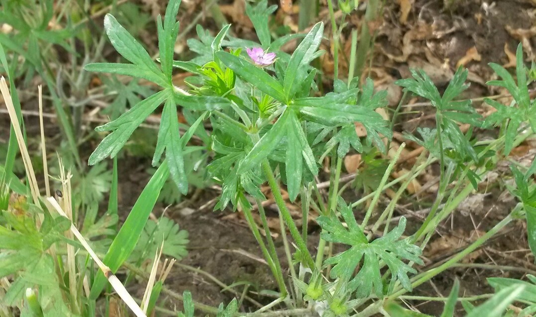 Storchschnabel