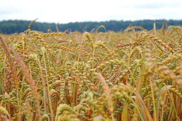  Dinkel hat in Baden-Wrttemberg inzwischen eine hhere Anbaubedeutung als Winterweizen. 