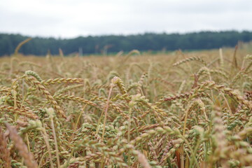 Dinkel auf einem Feld in der Nhe von Nellingen auf der Schwbischen Alb.