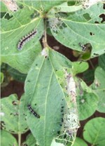 Distelfalter-Raupen an Sojapflanzen