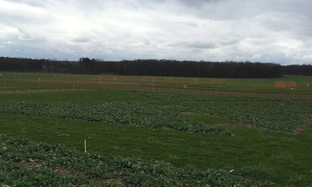 DLG-Feldtage 2016: Die Versuchsfeldkonturen zeichnen sich bereits deutlich ab.