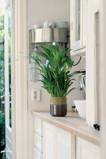 Kentia-Palme