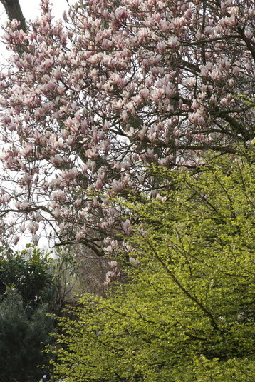Magnolien zhlen zu den Frhlingsstars im Garten.