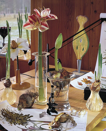 Blumenzwiebeln der Amaryllis sind viel grer als die von Tulpen, Narzissen und Co.