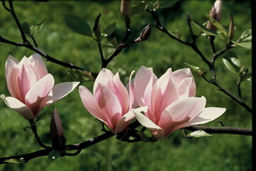 Magnolien zhlen zu den Frhlingsstars im Garten.