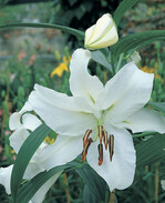 Sommeblumenzwiebel des Jahres 2010: Lilie ‘Casa Blanca’
