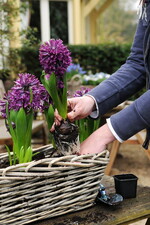 Zwiebeln im Topf sorgen für Frühling.