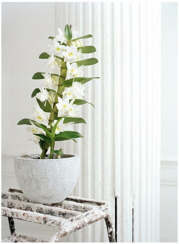 Dendrobium nobile