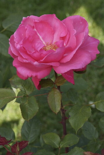Viel Rosen sind veredelt. Bilden sich Wildtriebe, mssen diese frhzeitig entfernt werden.