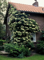Die kletternde "Wasserschlürferin" Hydrangea petilaris.