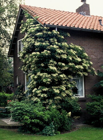 Die kletternde "Wasserschlrferin" Hydrangea petilaris.
