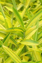 Bambus besticht durch tolle Blattfarben