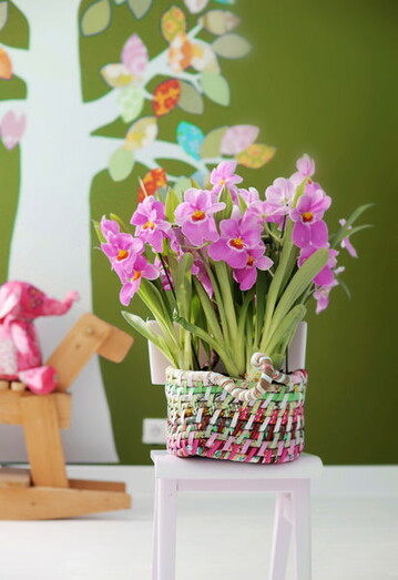 Miltonia