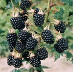 Brombeeren