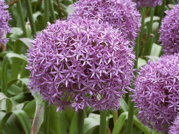 Allium Globemaster