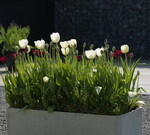 Jetzt mobile Topfgärten für den Frühling mit Zwiebelpflanzen gestalten