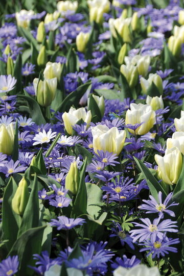 Tolle Ideen fr den Frhlingsgarten