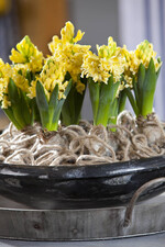 Gelb hilft gegen Winterfrust.