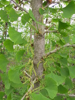 Gingko