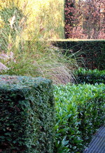 Hecken bieten gute Rückzugsmöglichkeiten für Vögel