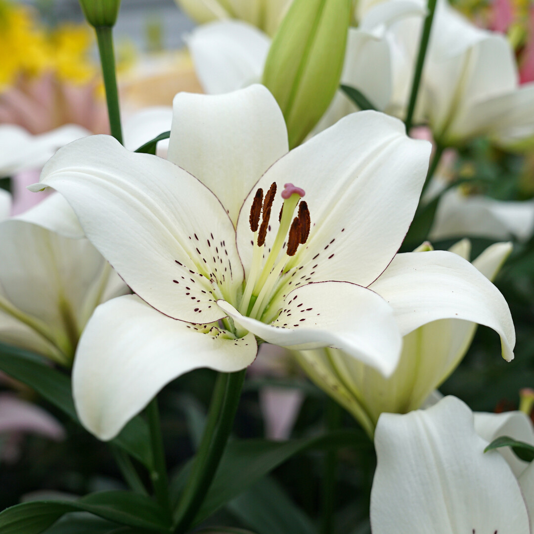 Lilien sind prächtige Gartenblumen.