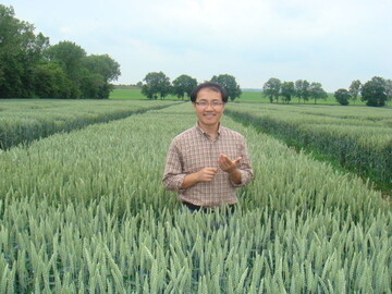 Projektmitarbeiter Dr. Yusheng Zhao im Weizenfeld. 