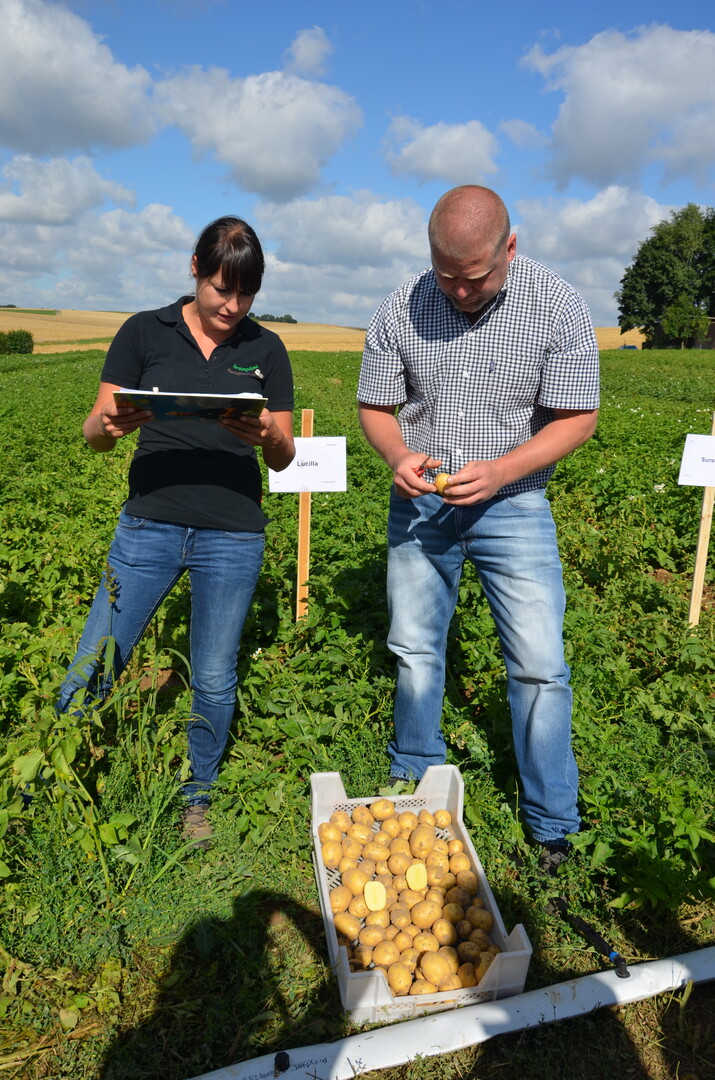 Kartoffel-Feldtag in Leingarten