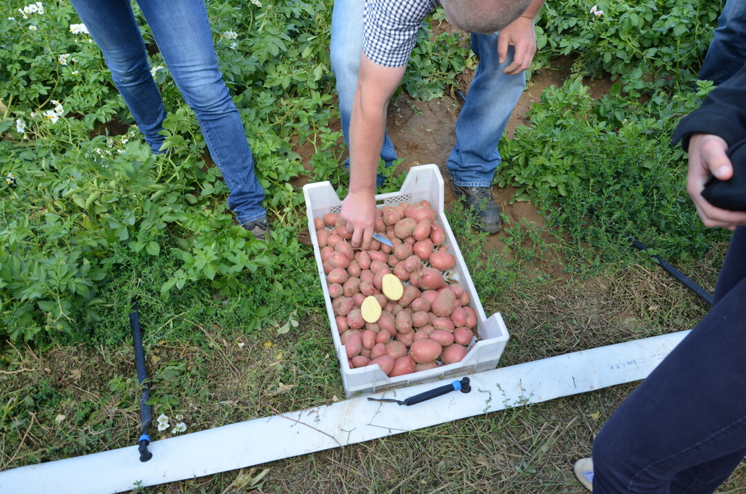 Kartoffel-Feldtag in Leingarten