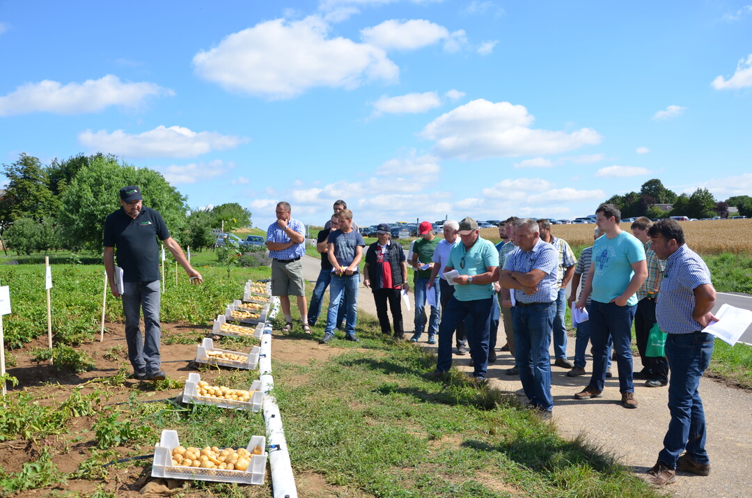 Kartoffel-Feldtag in Leingarten