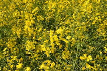 Raps bringt gute Erträge, wenn er in einer weiten Fruchtfolge angebaut wird.