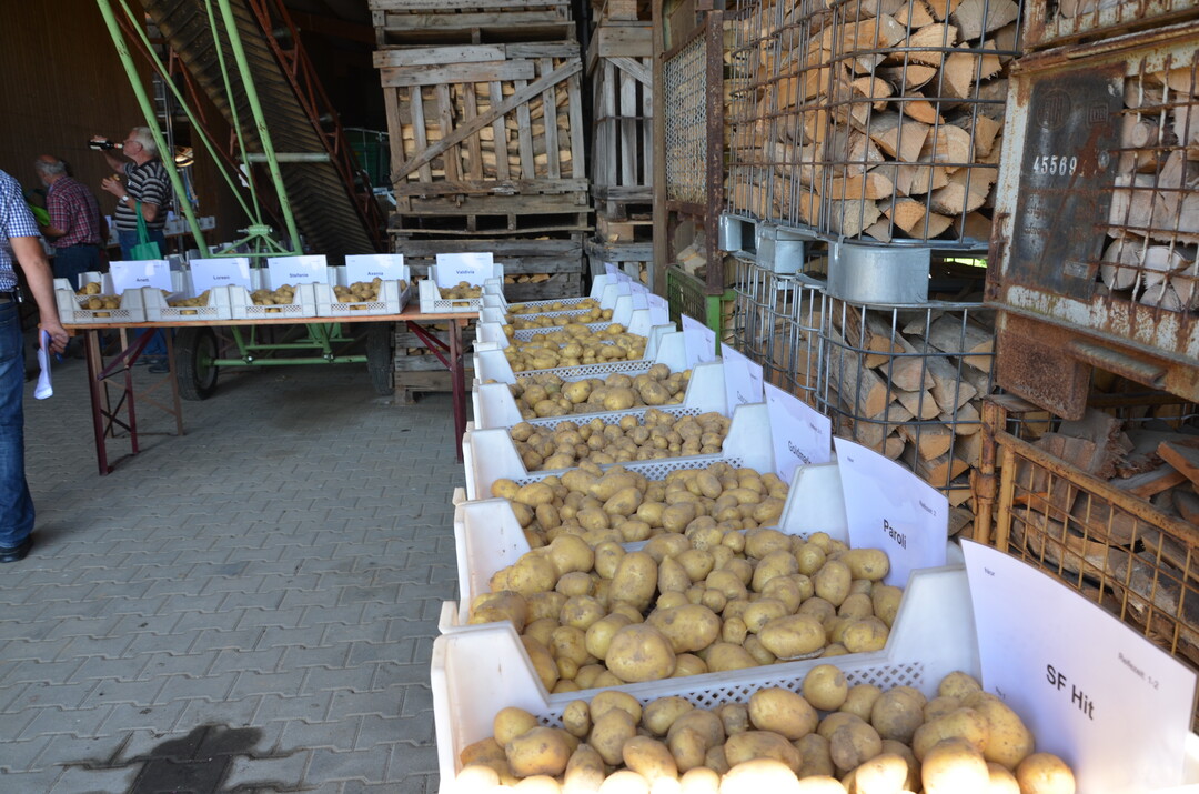 Kartoffel-Feldtag in Leingarten