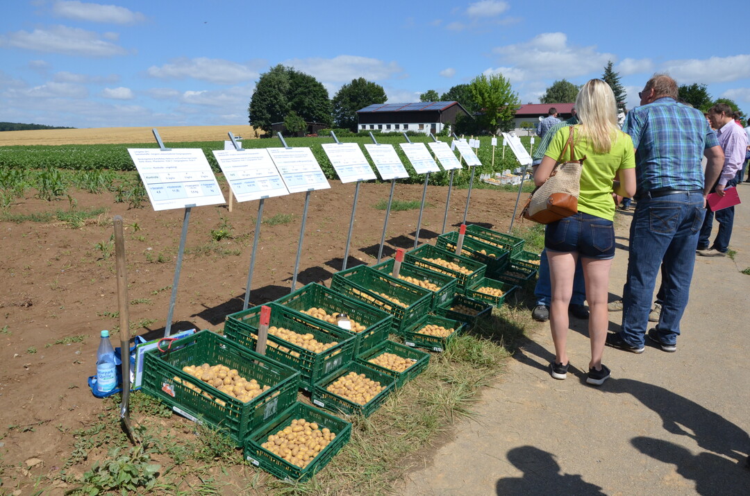 Kartoffel-Feldtag in Leingarten