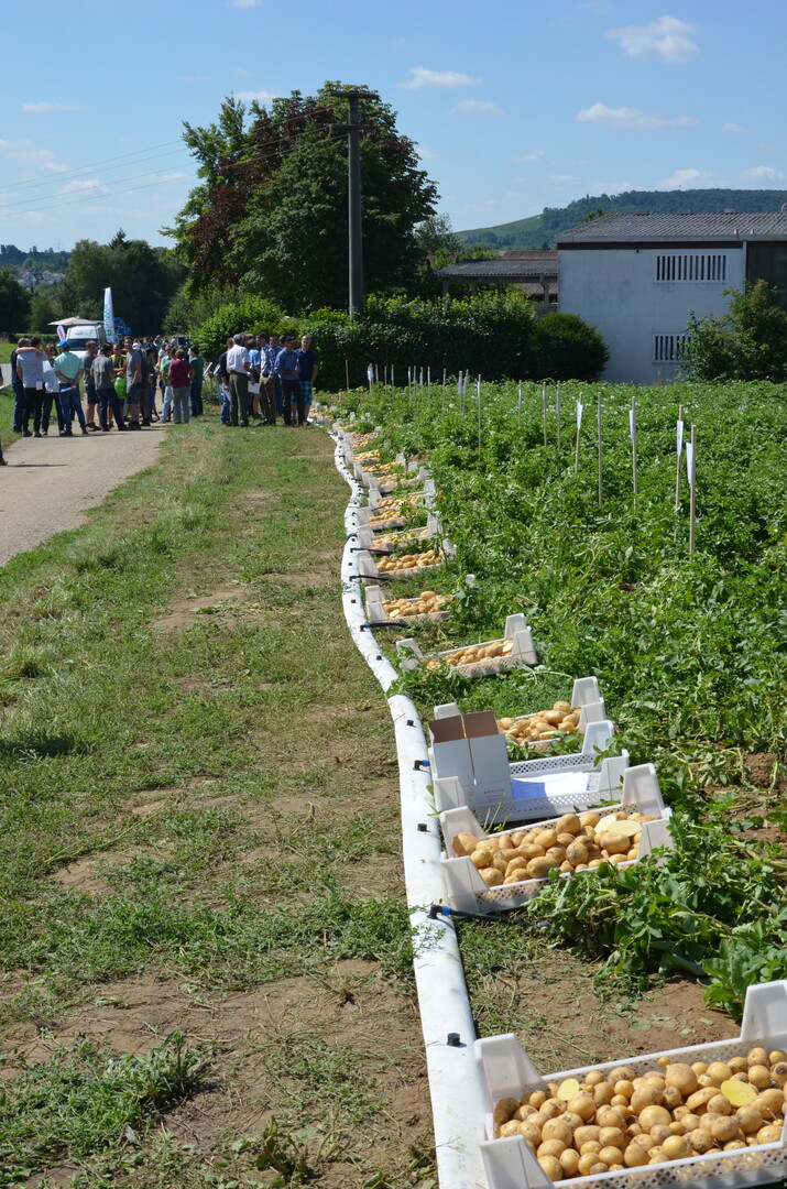 Kartoffel-Feldtag in Leingarten