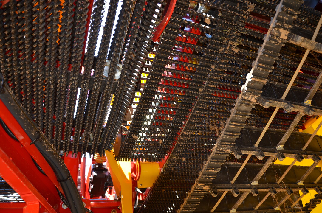 Kartoffel-Feldtag in Leingarten