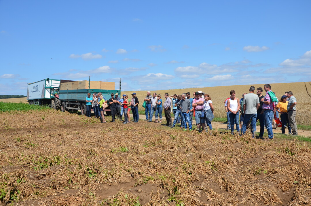 Kartoffel-Feldtag in Leingarten