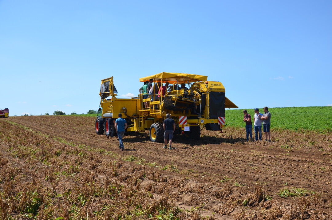 Kartoffel-Feldtag in Leingarten