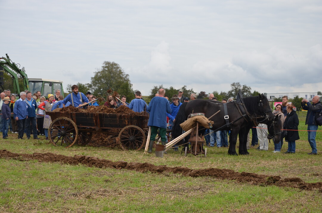 Ausbringen von Stallmist