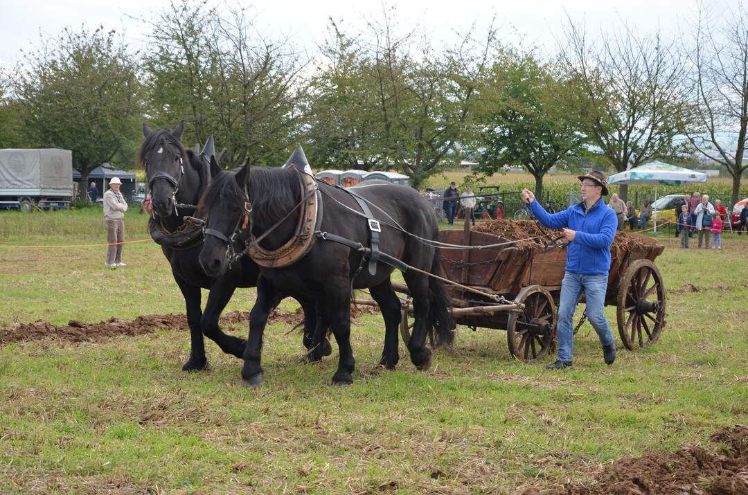 Ausbringen von Stallmist