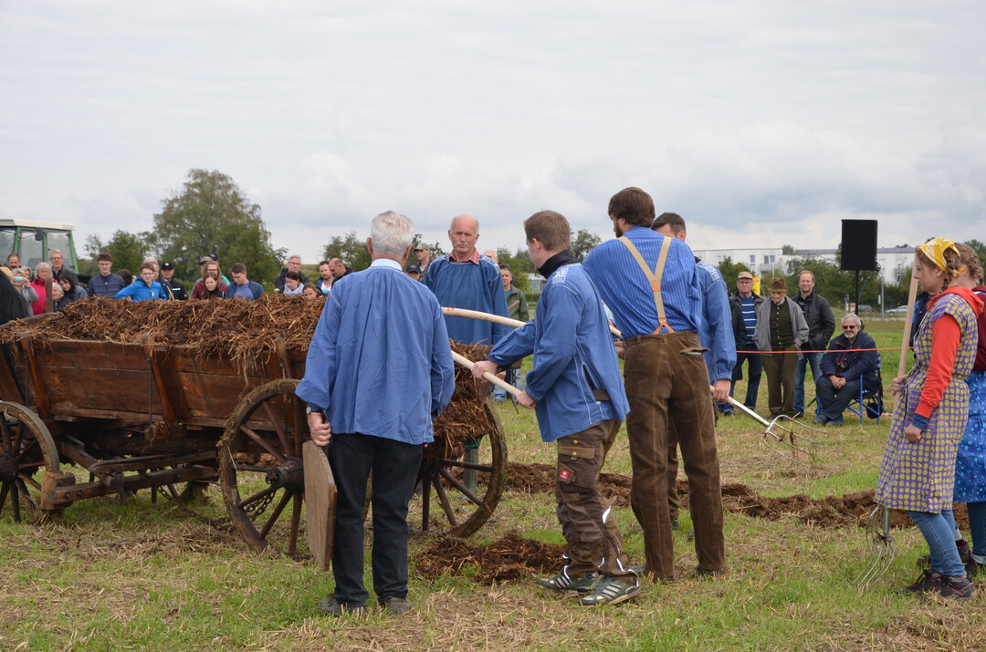Verteilen von Stallmist auf dem Feld.