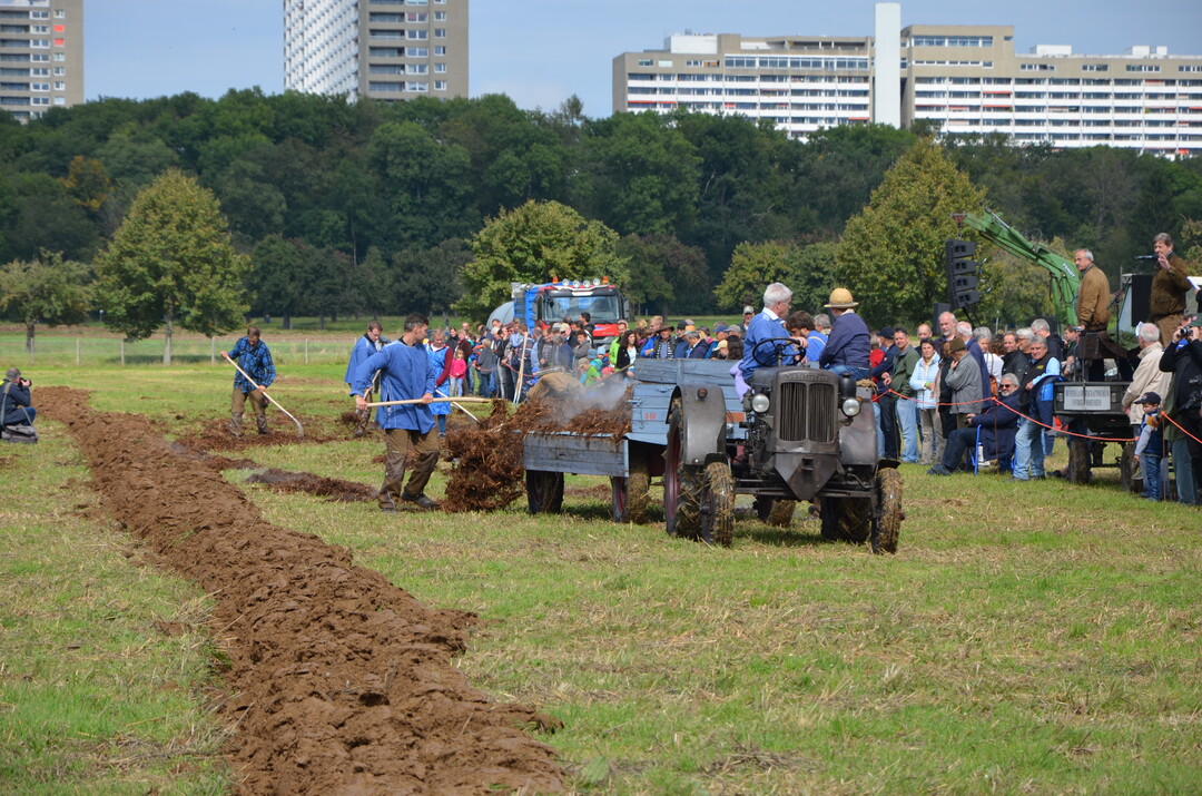 Schlepper lsen Pferde bei der Ausbringung von Stallmist ab.