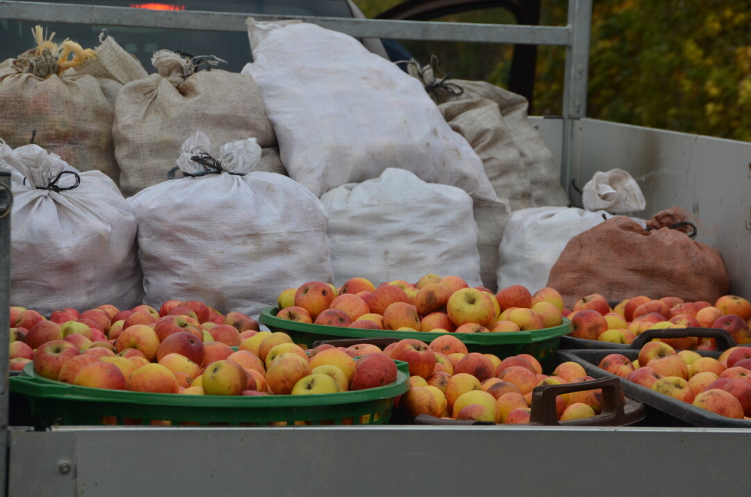 Die Kunden liefern ihr eigenes Obst an und bekommen auch garantiert ihren eigenen Saft zurück. Ab 1000 Liter Saft kommt Rainer Broch direkt zum Erzeuger.