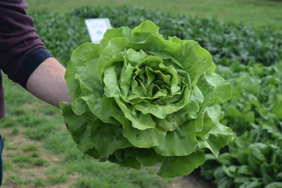 Elodian ist ein mittelgroer Kopfsalat, der ganzjhrig im Freien angebaut werden kann und sich vor allem fr den Anbau unter Netzabdeckung eignet.