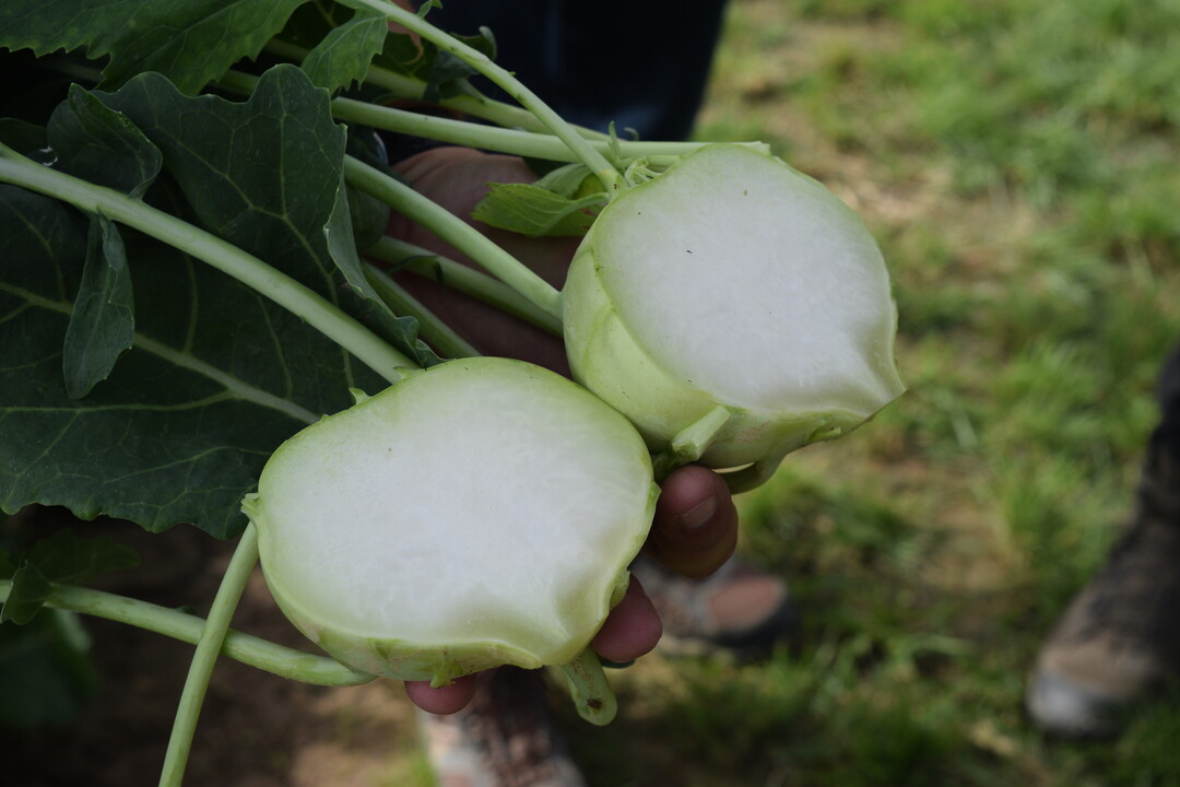 Mit der Sorte Fonda bringt Syngenta die erste Kohlhernieresistente Kohlrabisorte auf den Markt.