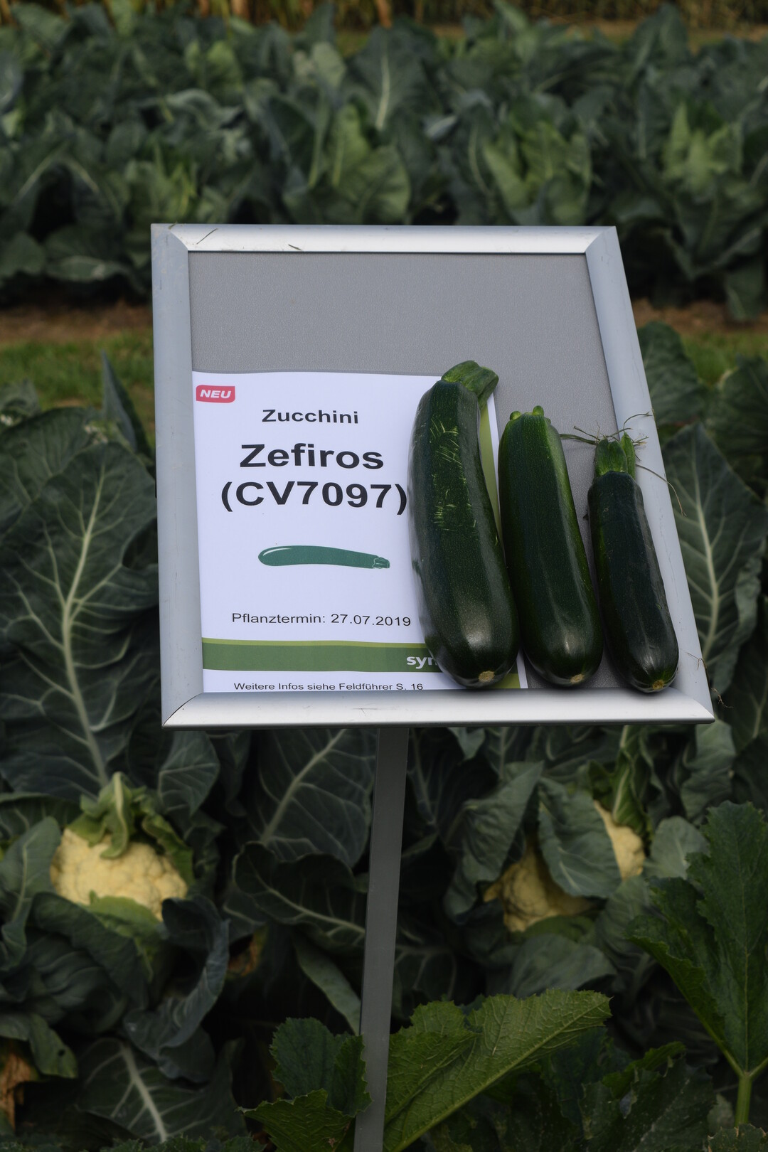Die Zucchinisorte Zefiros besitzt eine 4-fache Virusresistenz gegen den Papaya-Ringflecken-Virus, den Wassermelonen-Mosaikvirus, den Zucchini-Gelbmosaik-Virus sowie den Gurken-Mosaikvirus und gilt als "Schnelllufer" unter den Zucchinisorten.