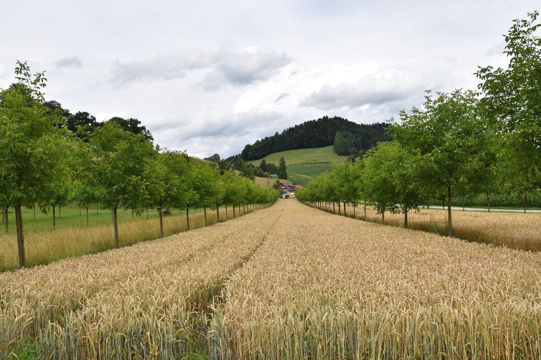 Nach der neuen GAPDZV gelten Agroforstsysteme ab 2023 als landwirtschaftliche Flche und wren demnach direktzahlungsfhig.
