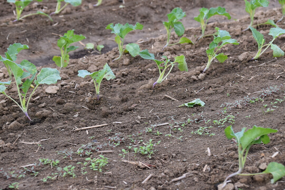 Blumenkohl und Kohlrabi wurden im Wechsel reihenweise gepflanzt. Die Herbizidbehandlungen sowie den Starkregen hatten beide Kulturen gut vertragen. Weitere Effekte knnen eventuell zu einem spteren Zeitpunkt noch auftreten.
