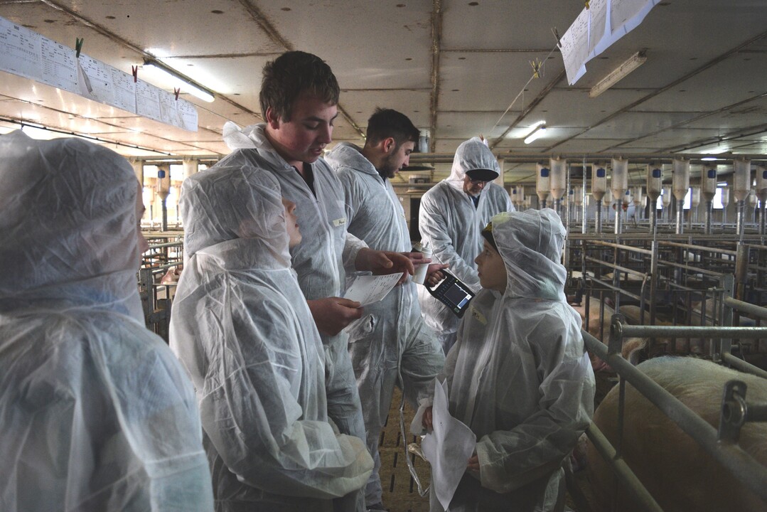 "Dieser Zettel ist wie ein Personalausweis fr das Schwein. Auf dem stehen alle wichtigen Daten, die der Landwirt ber das Schwein wissen muss", erklrt ein Fachschler dem Fnftklssler.