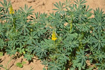 Gelbe Lupine