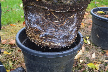 In einem Container-Versuch wurde in Klein-Altendorf die Besiedlung des Wurzelballens im Winter durch Blutläuse beobachtet.
