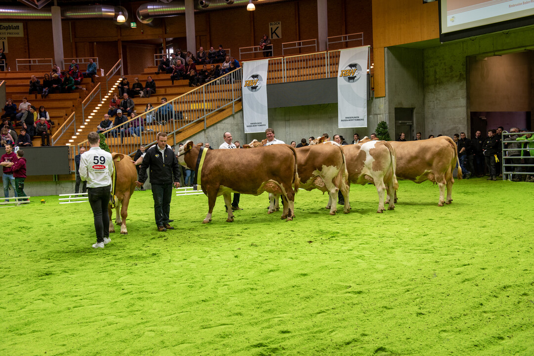 Zur Championauswahl Fleckvieh traten (v. l.) die Siegerkhe Miami Miracle, Hutill Priska,  und Valot Larissa gegeneinander an. Ganz rechts zu sehen ist Fleischsiegerin Evian.